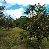 Brasilien 50 Ha Zitronen und Kokosnuss Farm in der Nähe von Manaus AM