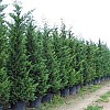 Smaragdthujen, Zypressen für Hecke, Zierpflanzen sind zum günstigen Preis zu verkaufen!
