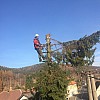 Wir schlagen die Bäume in  Poysdorf