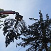 Baumabtragung, Baumentfernung maschinell