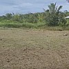 Brasilien 74 Ha grosse und Früchtefarm Region Manaus