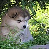 wunderschöne Alaskan Malamute Welpen 