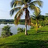 Brasilien 1'100 Ha Fazenda für Rinderzucht mit Privatseen